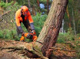 Best Lawn Pest Prevention  in Red Hill, SC