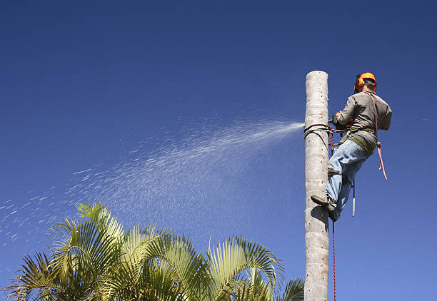 Best Tree Removal  in Red Hill, SC