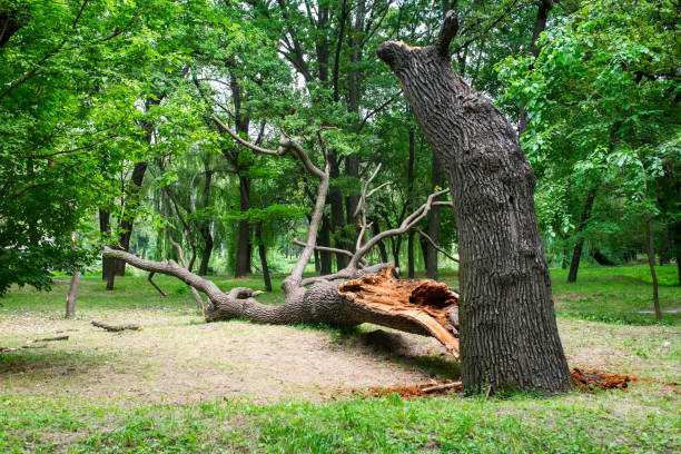 Lawn Maintenance Plans in Red Hill, SC