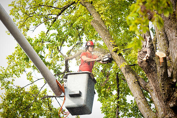 Best Tree Disease Treatment  in Red Hill, SC
