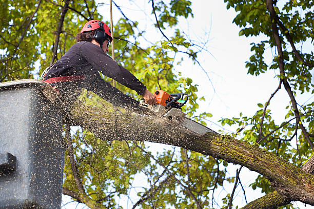 Best Tree Cabling and Bracing  in Red Hill, SC
