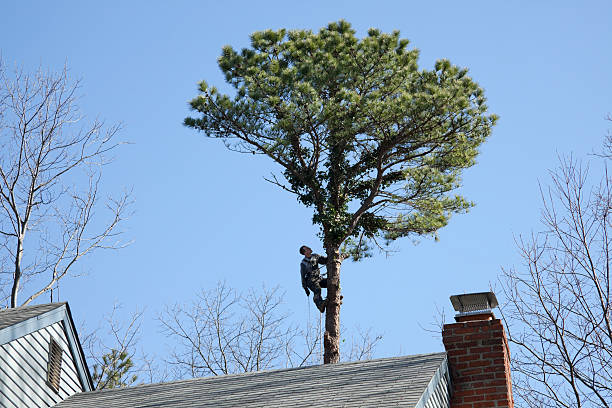 Trusted Red Hill, SC Tree Care Experts